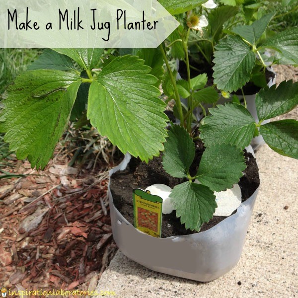 https://www.oakhurstdairy.com/wp-content/uploads/2017/08/Milk-Jug-Planter.jpg