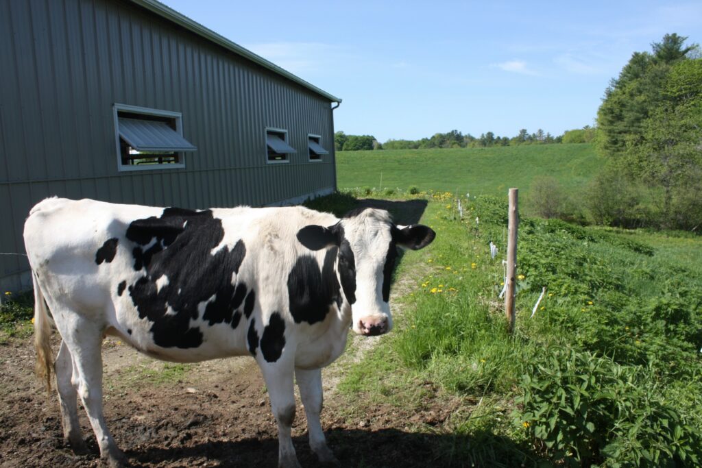 why-do-cows-have-spots-oakhurst-dairy