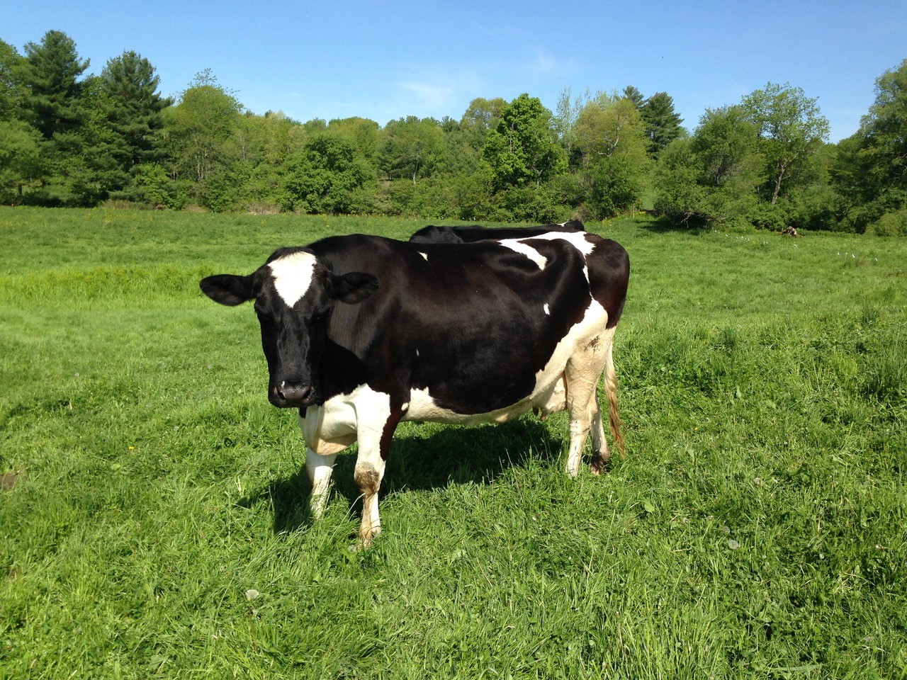 Do Cows Sleep Standing Up? - Oakhurst® Dairy